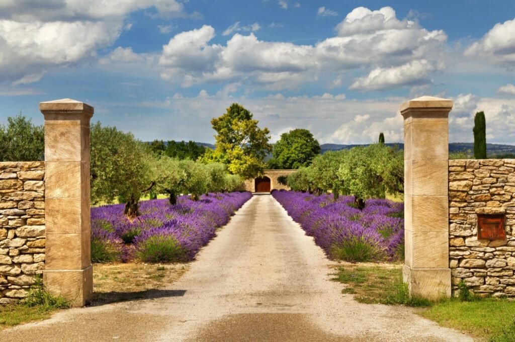 Allée provençale bordée de lavande menant à une bastide
